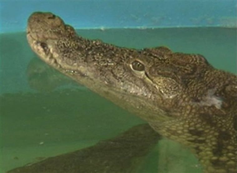 Image from video shows 14-year-old crocodile Gena in an enclosure at an oceanarium in the Ukraine, Friday, Jan 21, 2011. Gena has been refusing food and acting listless after eating a cell phone dropped by a woman as she tried to photograph him in December.